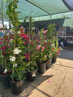 Plants