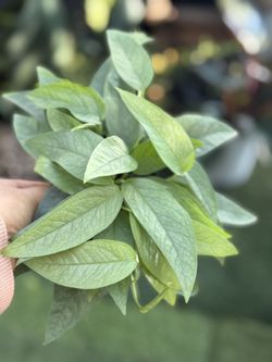 Plants (4”pot 🌿Cebu blue pothos $10)