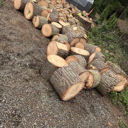 Free Duglas Fir- Firewood in Stumps