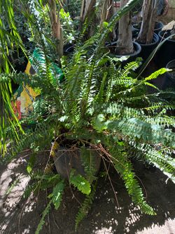 Large Potted Fern Plant