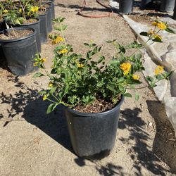 Yellow lantana Bush