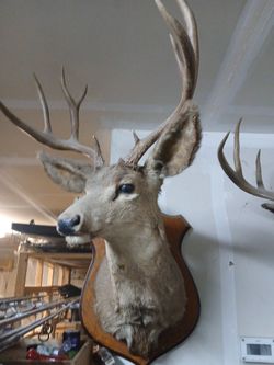 Muel Deer Shoulder Mount