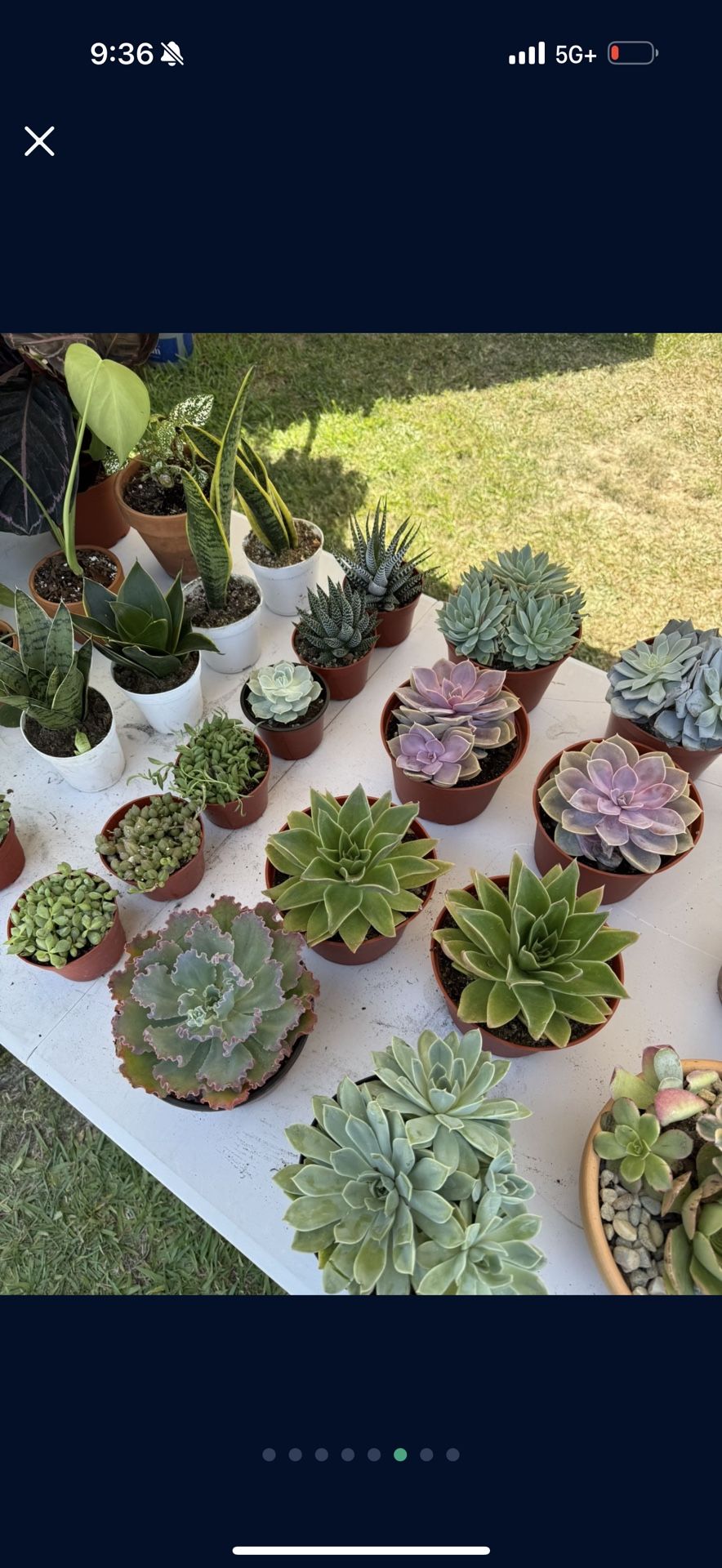 Succulents And House Plants