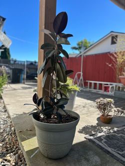 Plant sale clear out
