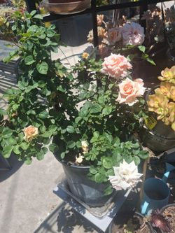 Beautiful full flower pink rose bush