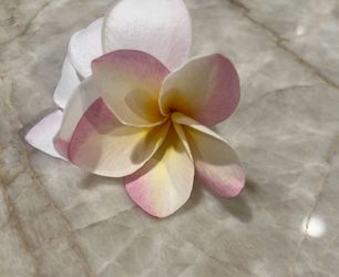 Plumeria Frangipani plant