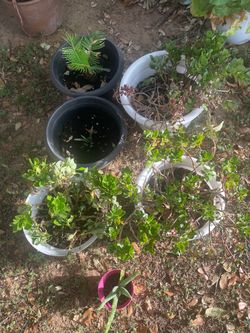 FREE plants