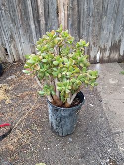 Succulent plant