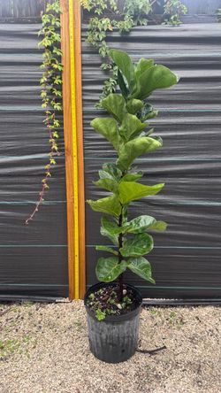 FICUS BAMBINO SINGLE STEM