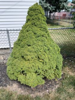 Dwarf Alberta Spruce Evergreen Shrub