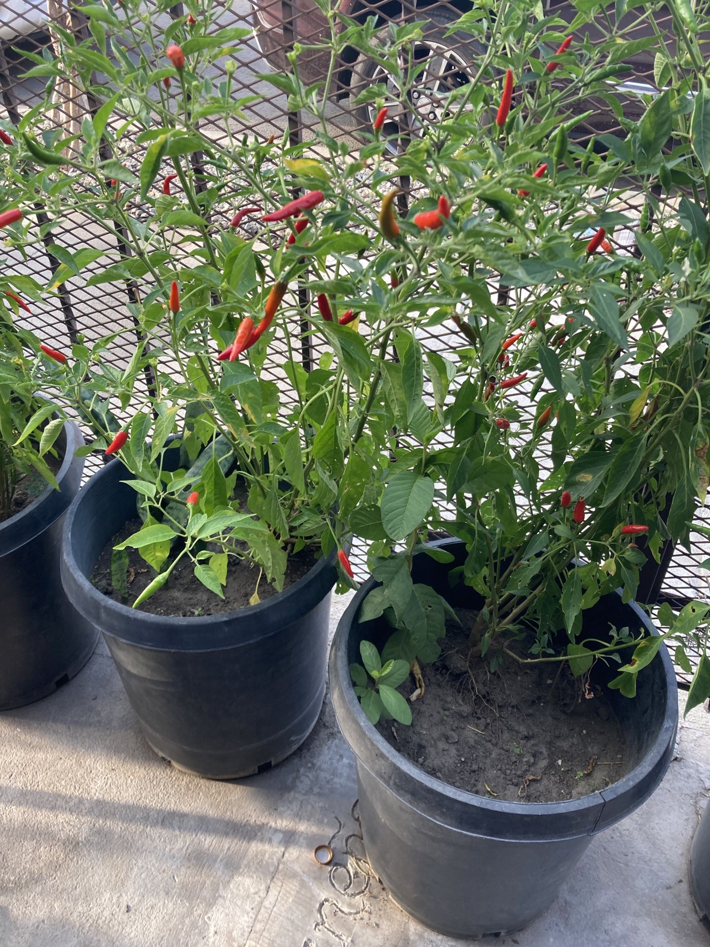 Plantas De Chile / Chili Plants 🪴🌶️