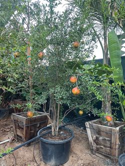 Wonderful Pomegranate tree 25gal