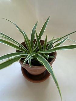 Spider plant