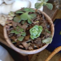 Cute Small Succllentarrangment