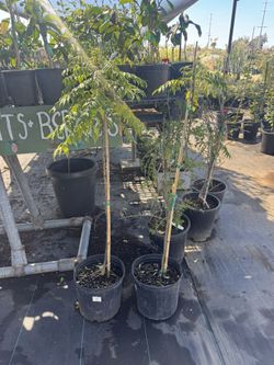 Curry Leaf Plant - 3.5 Feet Tall 