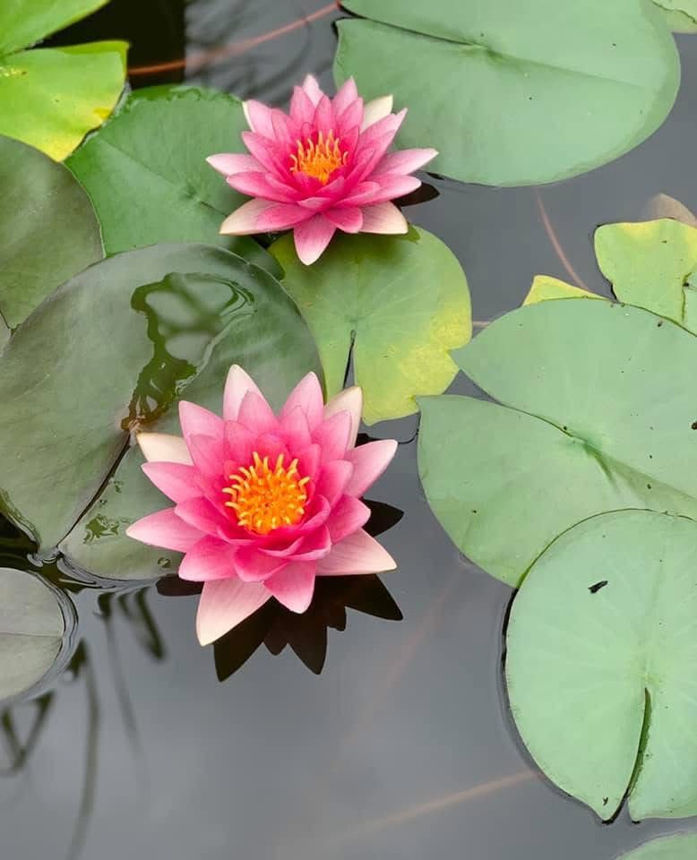 Homegrown Water lilies Perennial Plants