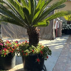 Sago Palm Tree 