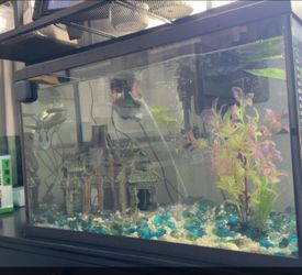 New 10 Gallon Fish Tank