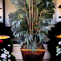 Artificial Silk Bamboo Plant & planter 