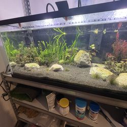 Planted Fish Tank 