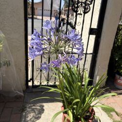 Flowering Agapanthus $5