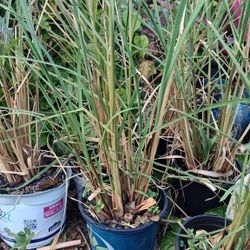 Lemongrass Plants
