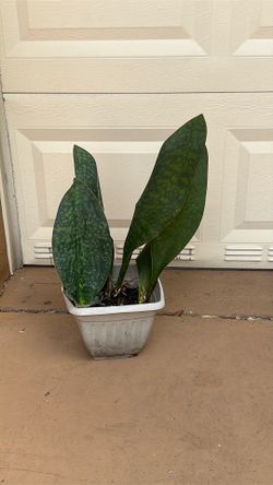 Sansevieria Whale Fin