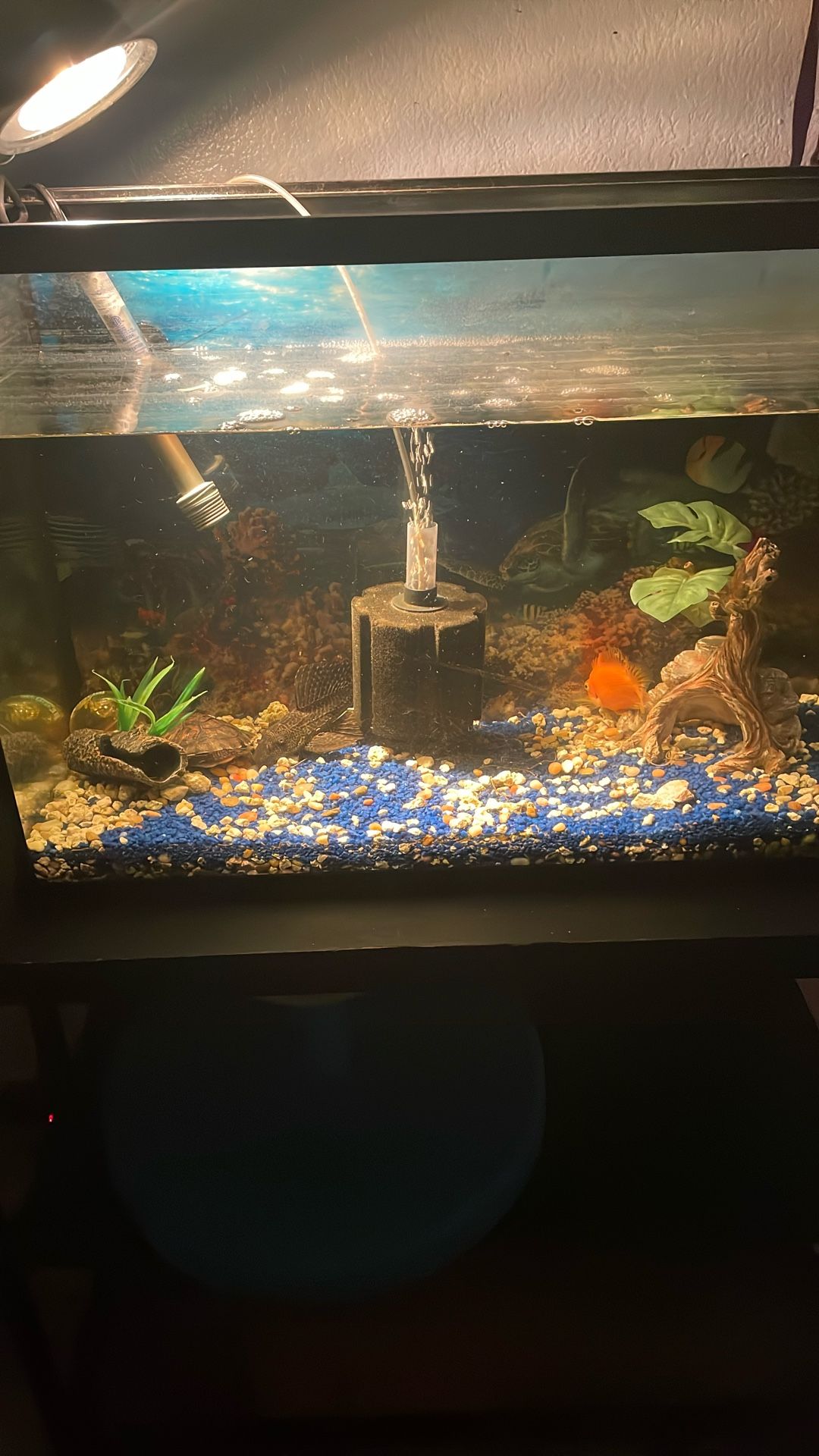 Fish Tank And Fishes