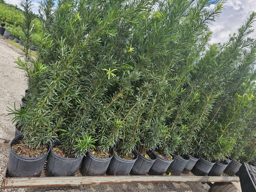 podocarpus over 4 feet tall Instant Privacy Hedge For Fence Green Full Ready