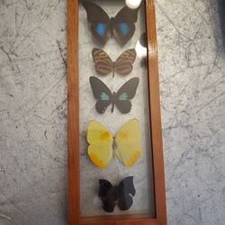 Vintage  Butterflies Mounted Taxidermy Double Pained Glass Wood Frame 13x 5