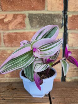 🌿 Beautiful Tradescantia Nanouk for sale 🌿