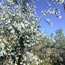 Silver Dollar Eucalyptus Stems For Sale (You Pick) 