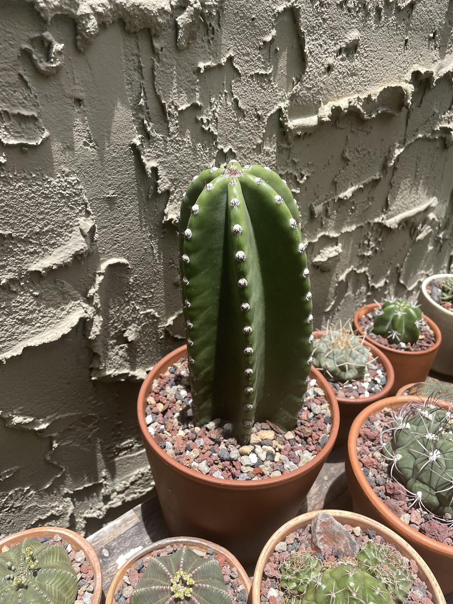 San Pedro Cactus for Sale in Miami, FL OfferUp