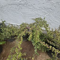 Elephant Food Plant $30 Each 5 Gallons pot 