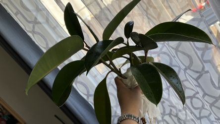 Ficus Ruby Please Read Below 👇🏻 