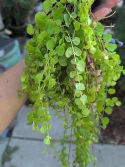 Rooted Creeping Jenny