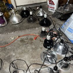Reptile Lamps