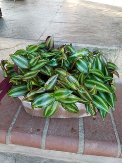 Wandering jew plant