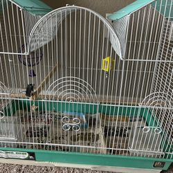 Parakeet/Parakeets/Budgie/Budgies