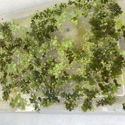 Floating Aquatic Plants 