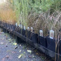 Awesome Ornamental Grass Plant Sale 