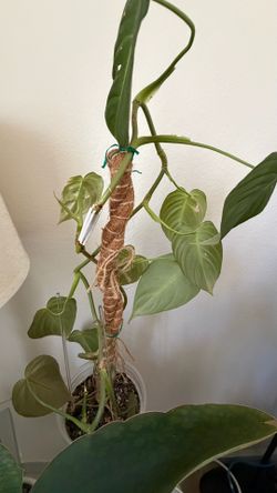 Philodendron glorious - please read full description