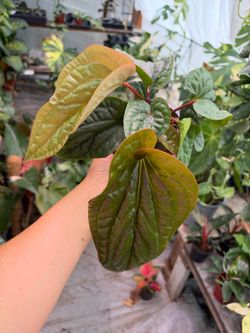 5” anthurium Luxurians