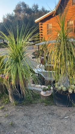 Variety of plants