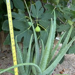 Aloe Vera Plant 