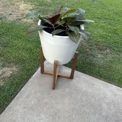 Planter With Plant 