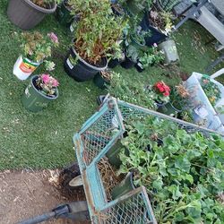 Annuals And Perrinials