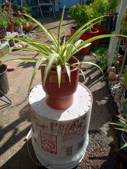 Plant