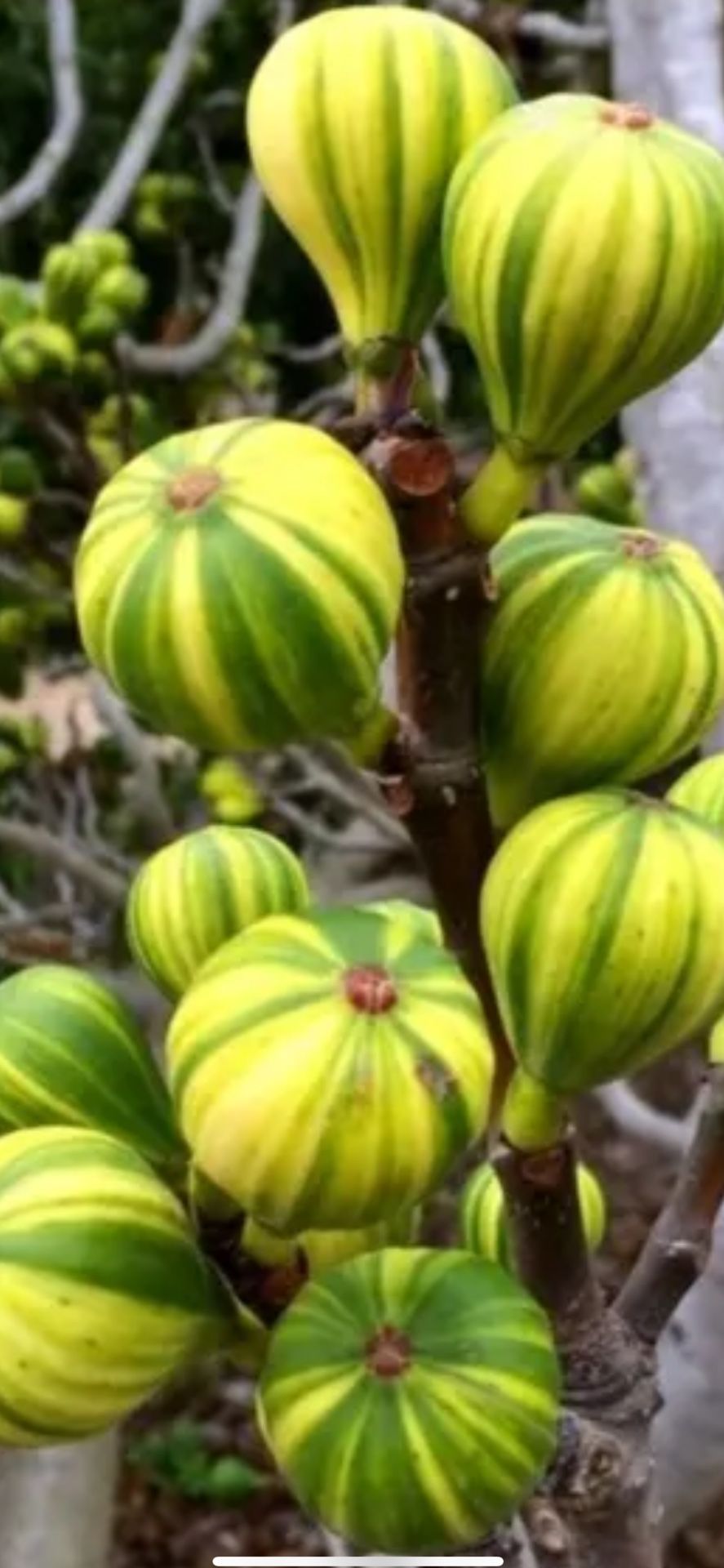 Exotic Panache Fig (15 Gallon/ Fruiting)