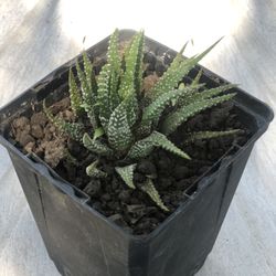 Haworthia, Polka-succulent,